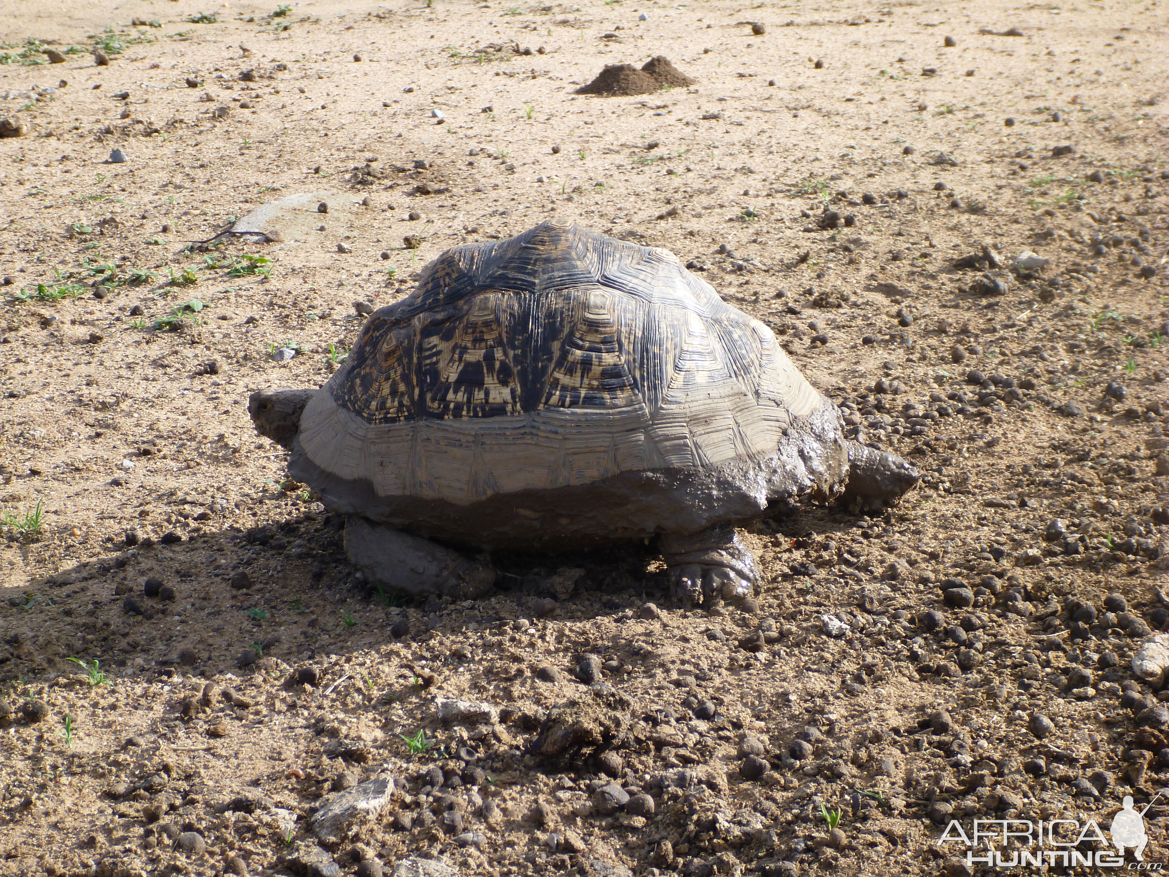 Tortoise Namibia