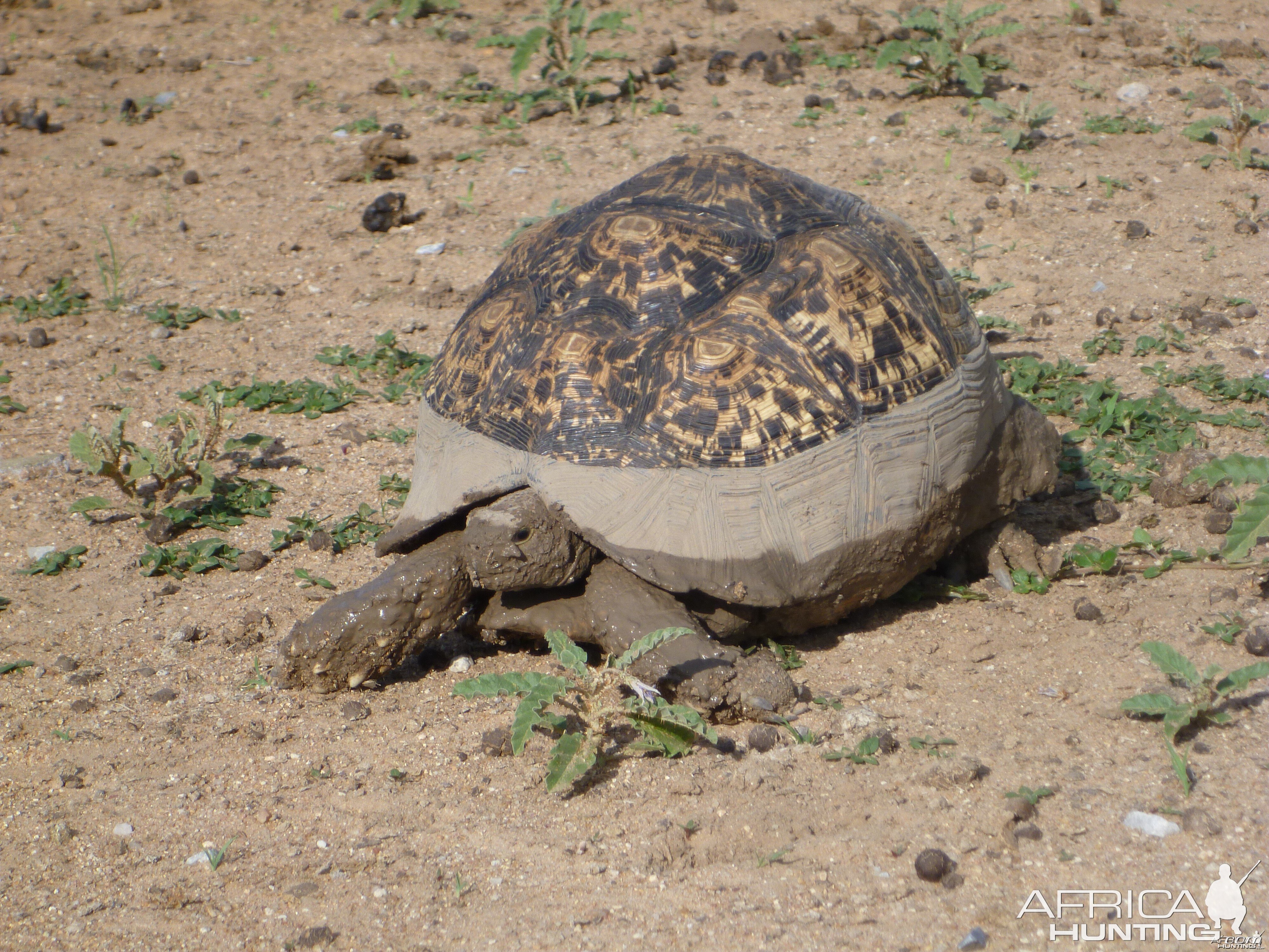 Tortoise Namibia