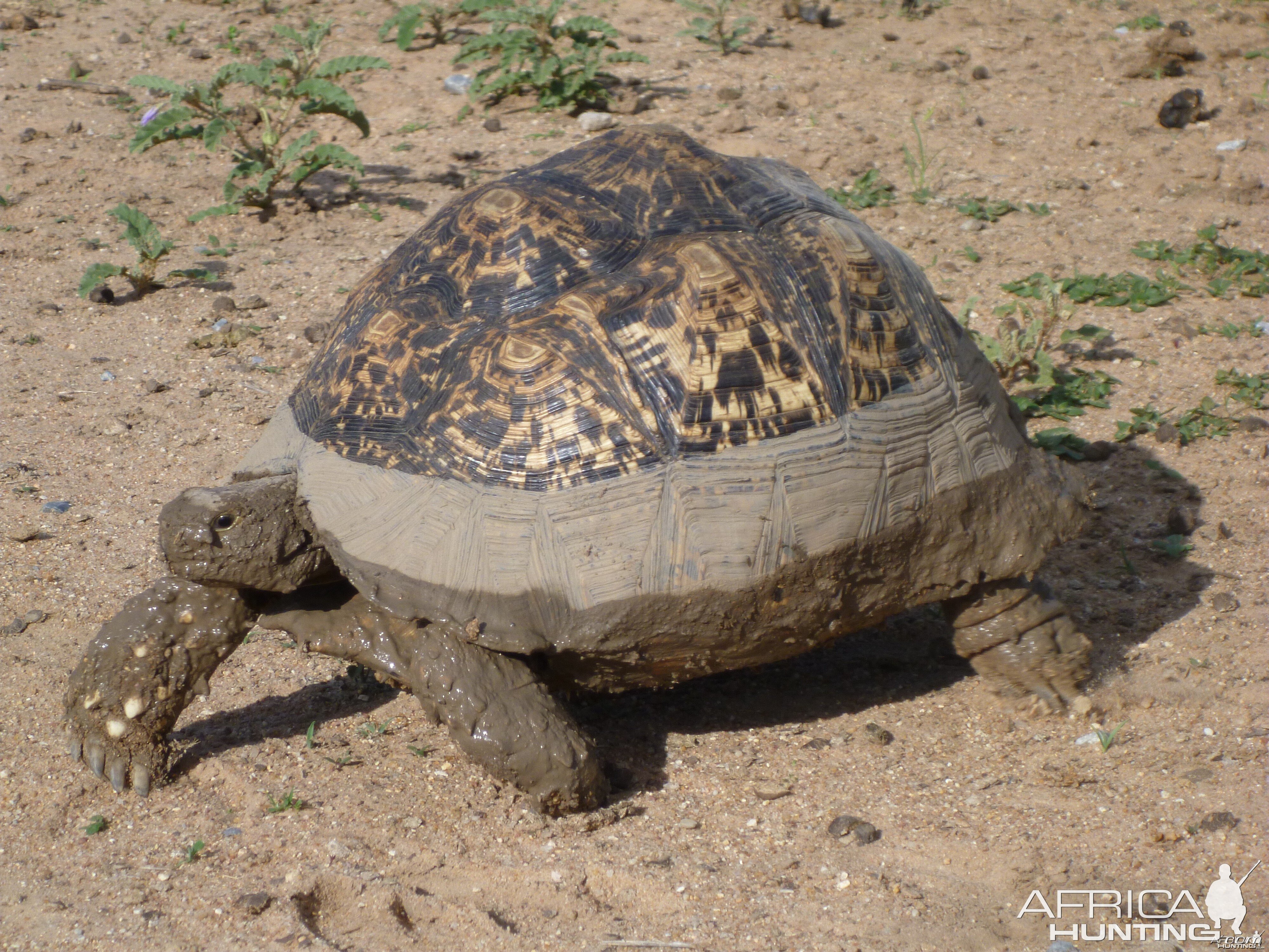 Tortoise Namibia