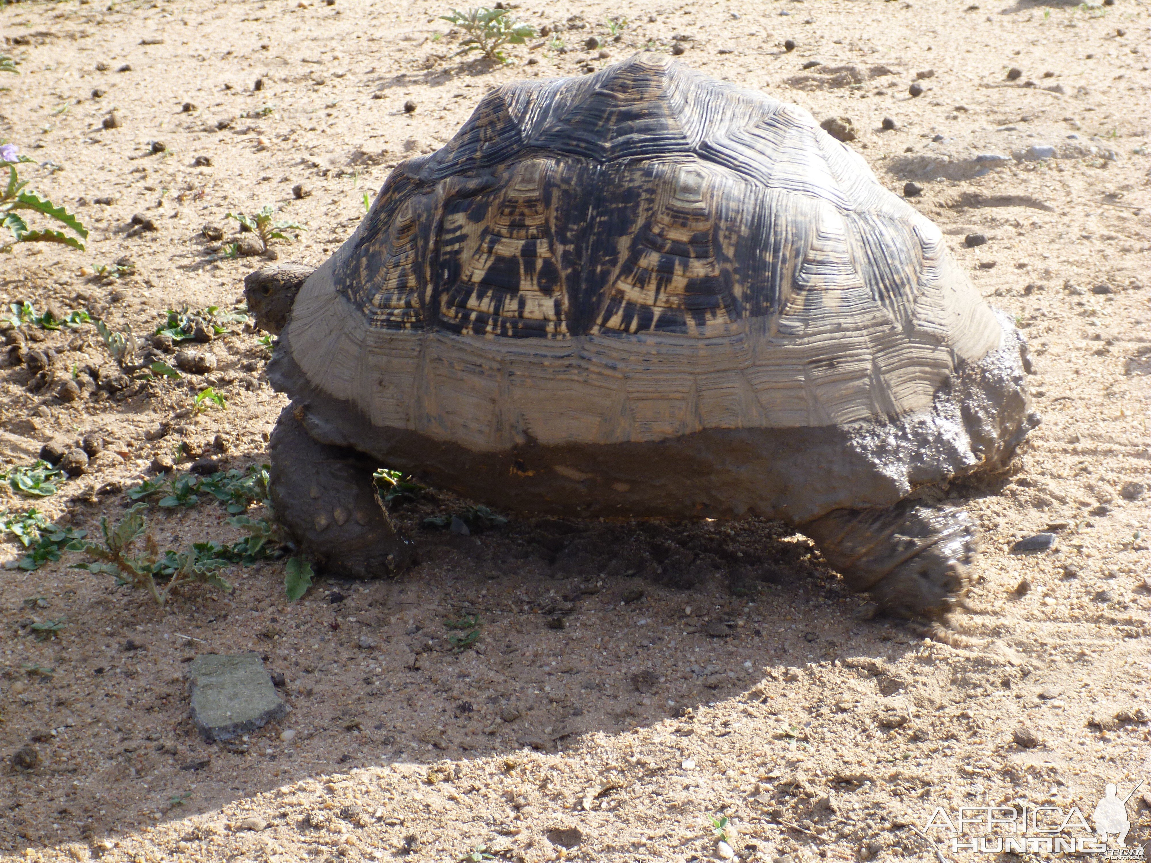 Tortoise Namibia