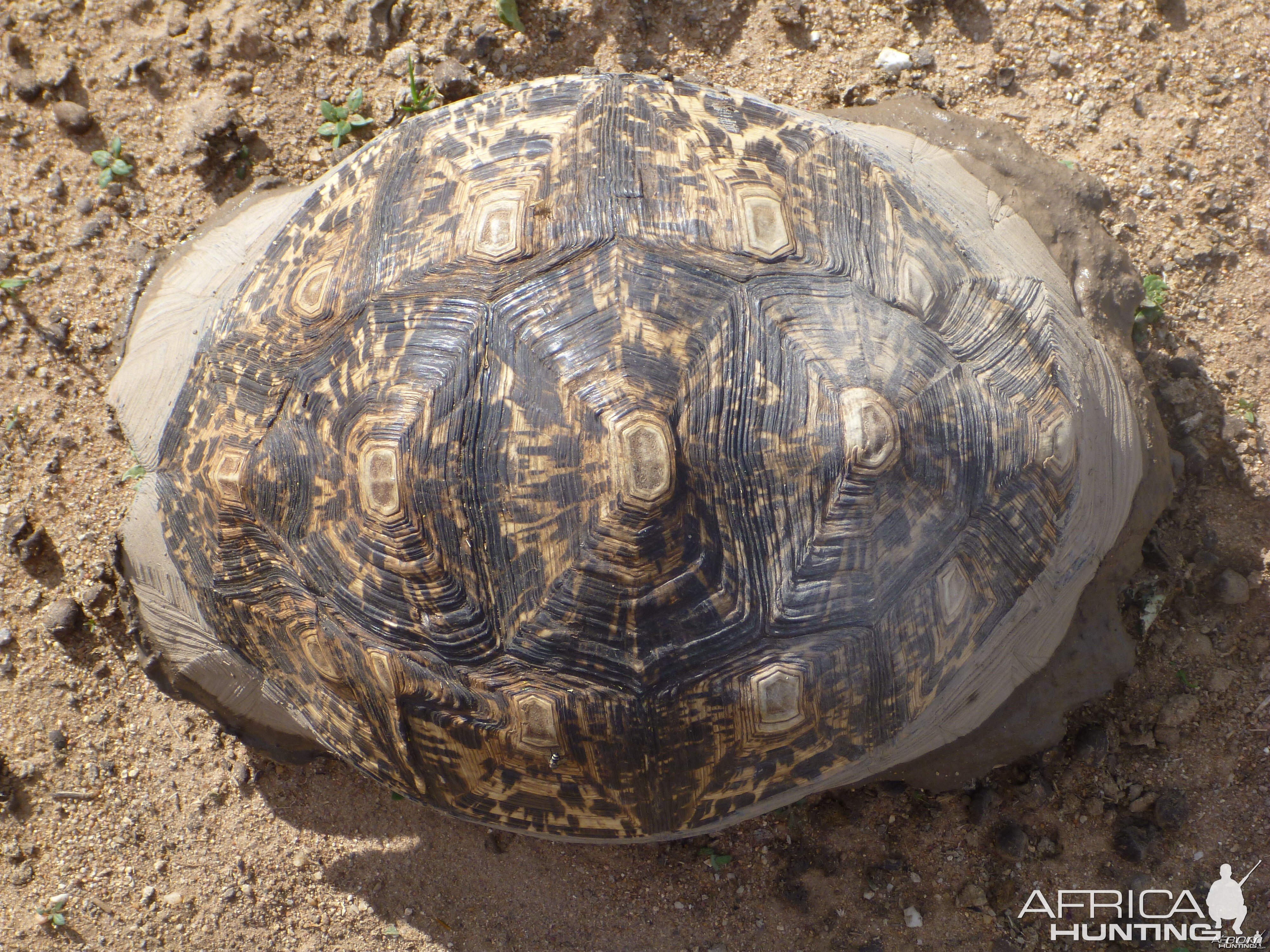 Tortoise Namibia