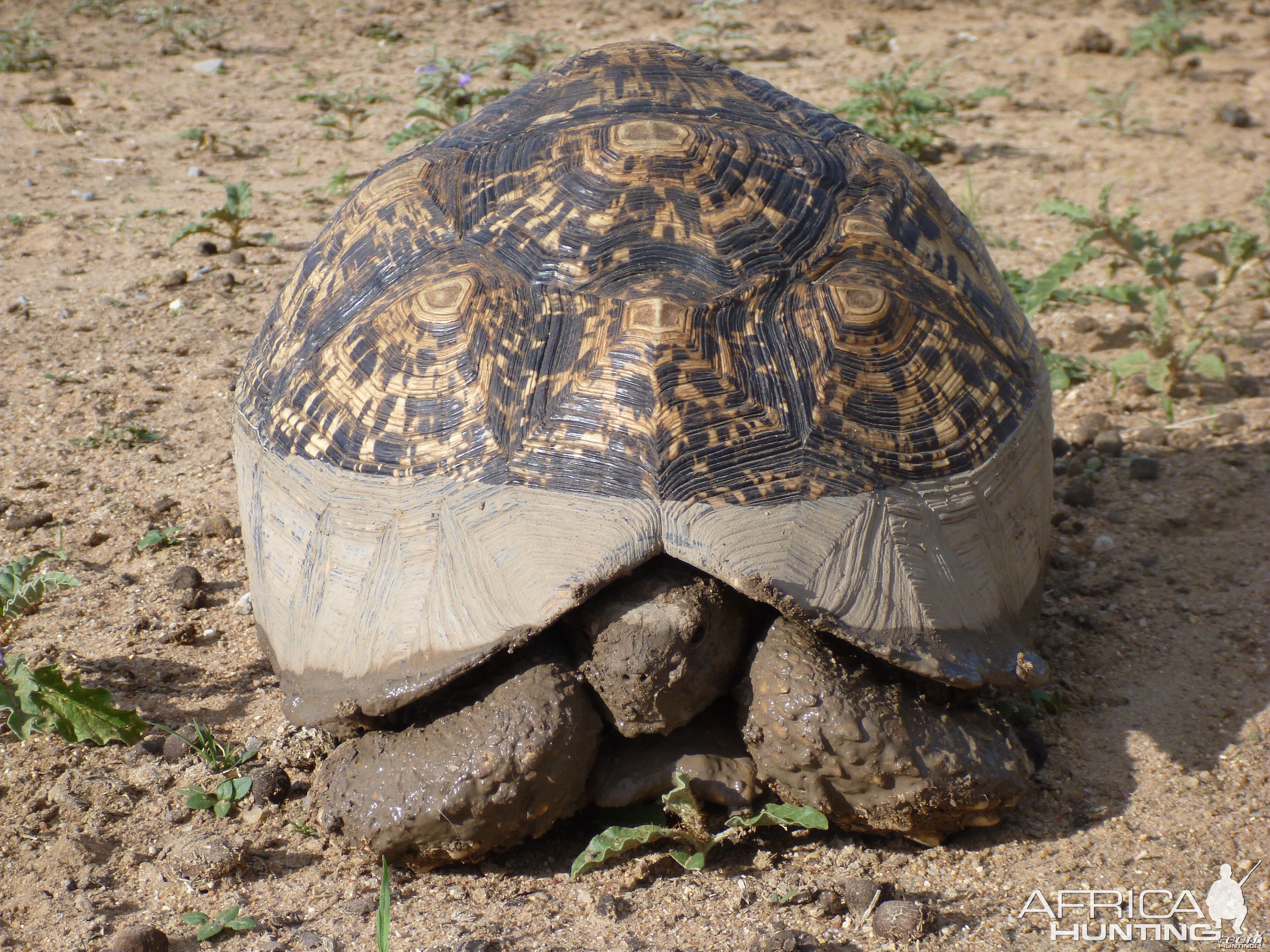 Tortoise Namibia