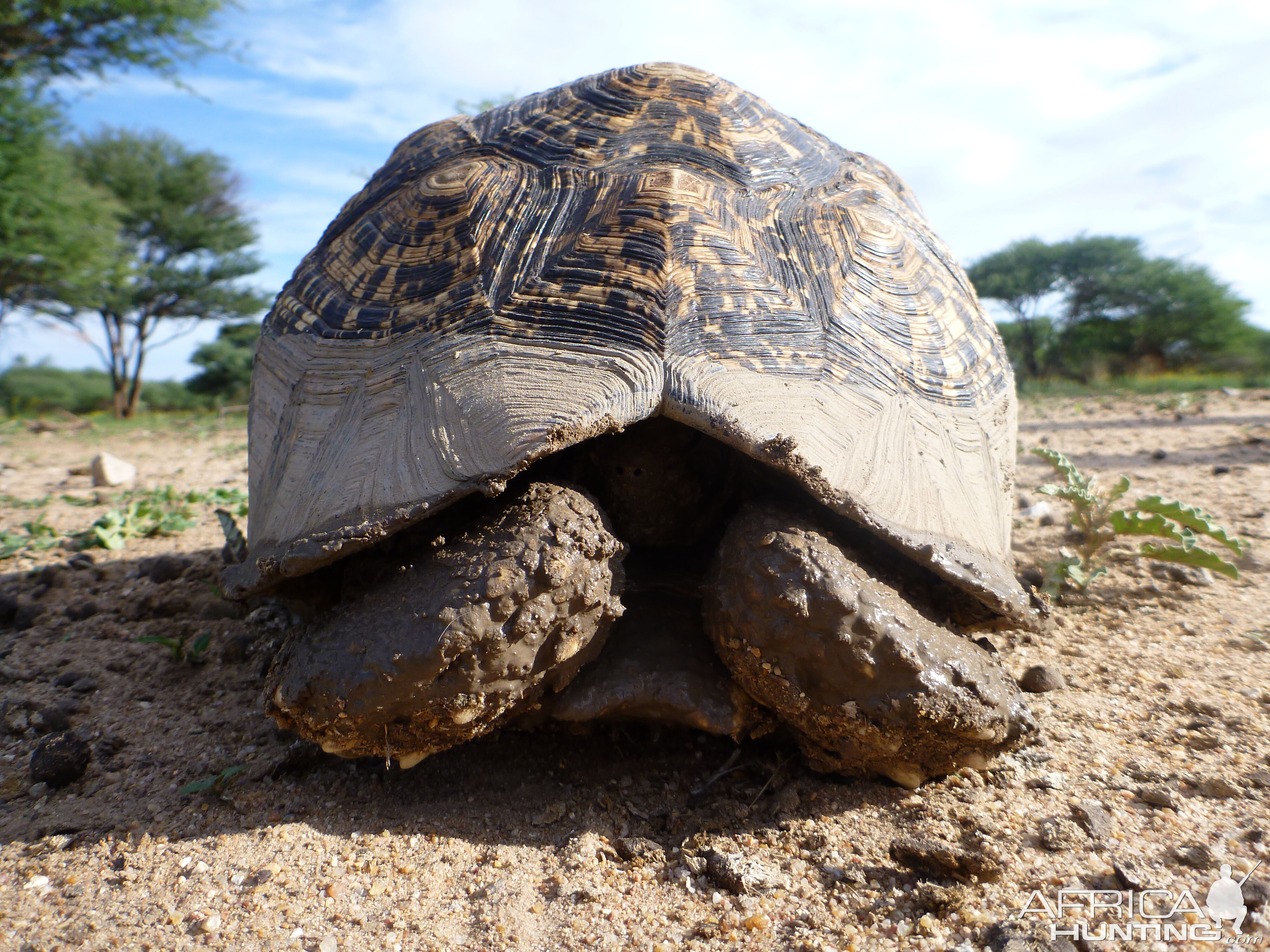 Tortoise Namibia