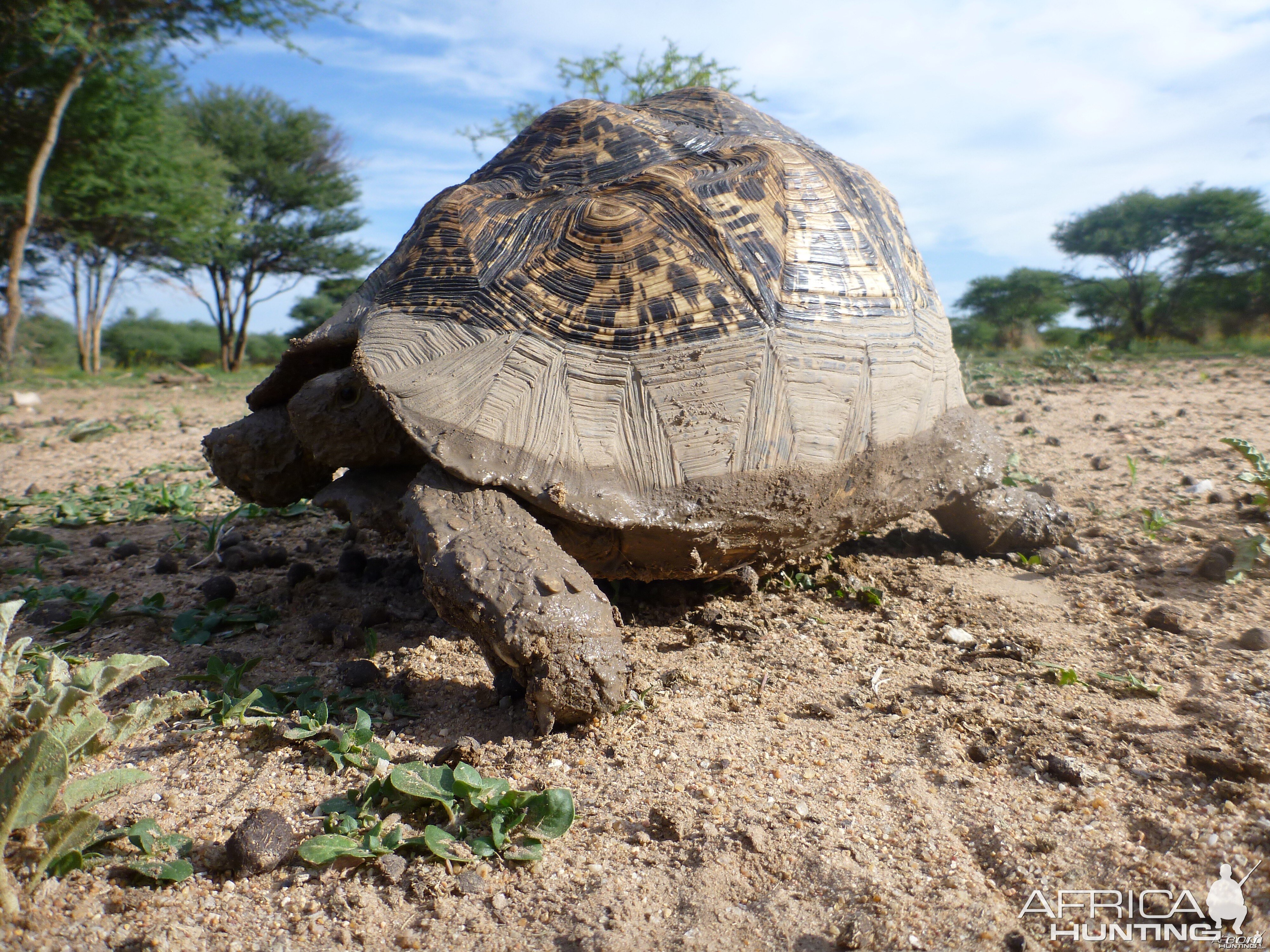 Tortoise Namibia