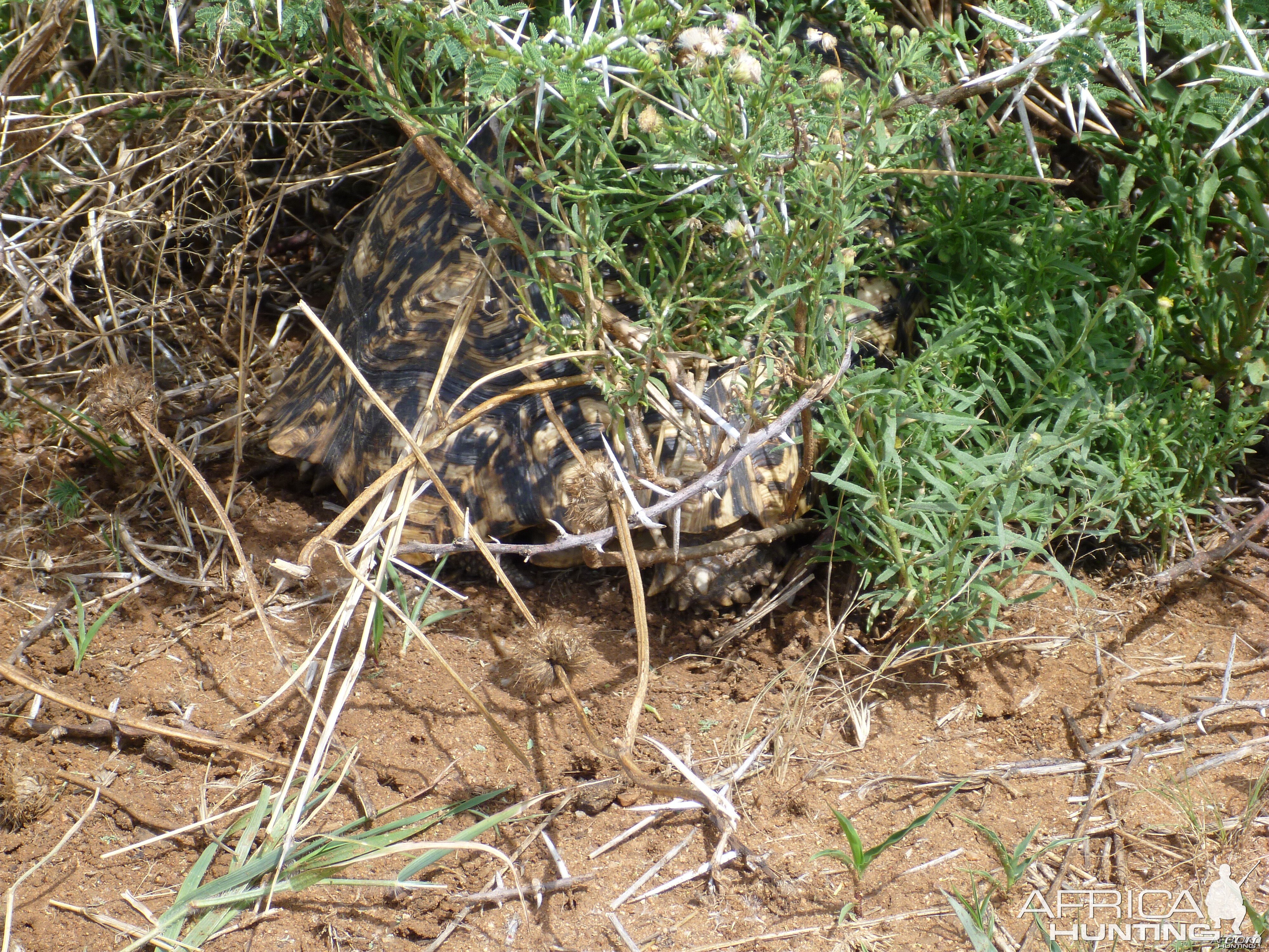 Tortoise Namibia