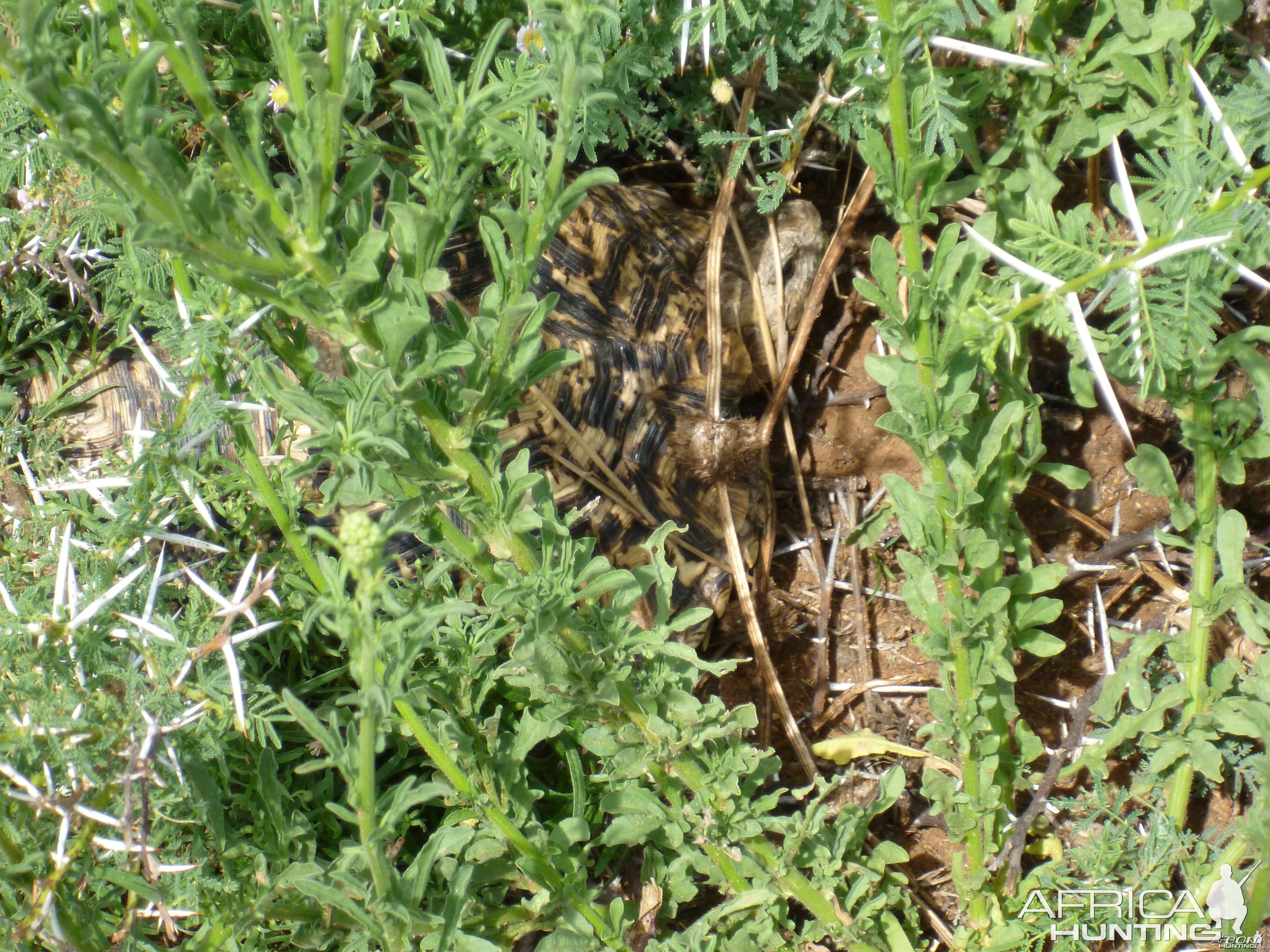 Tortoise Namibia