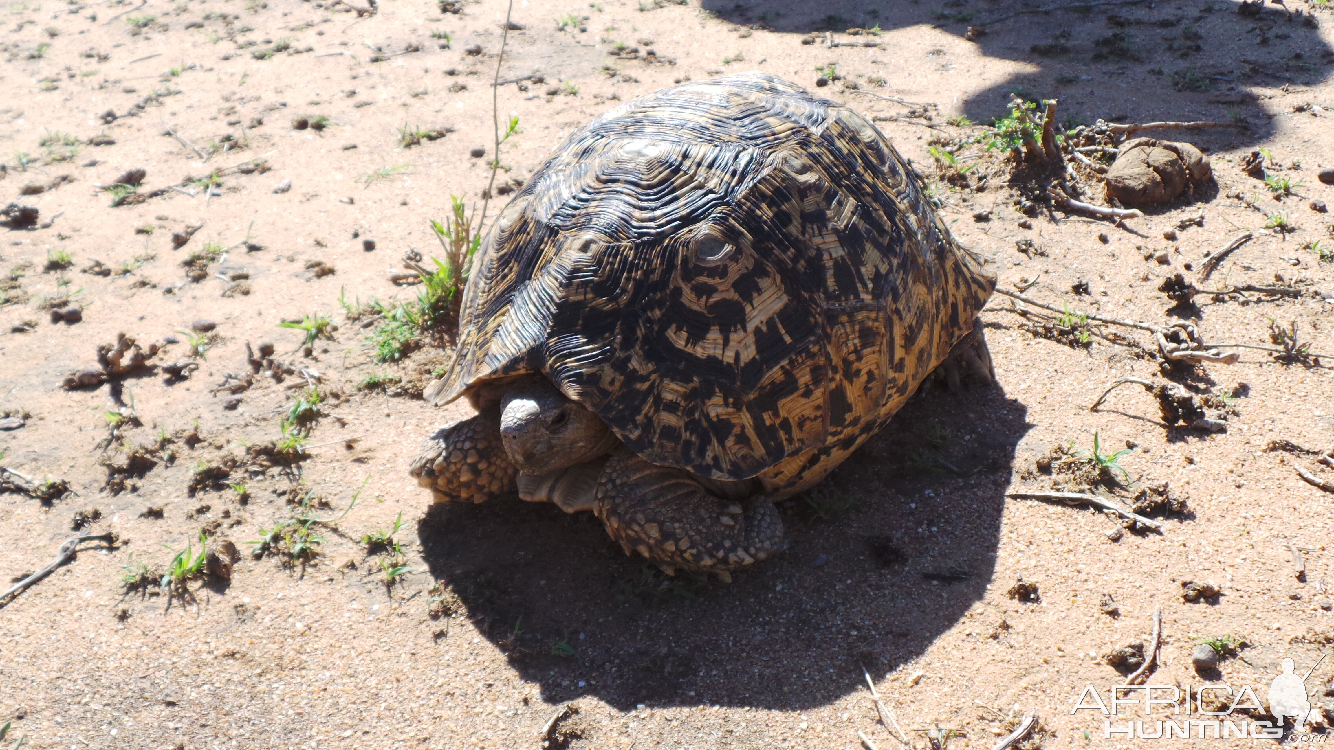 Tortoise Namibia