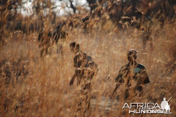 Trackers tracking a zebra in the tall grass