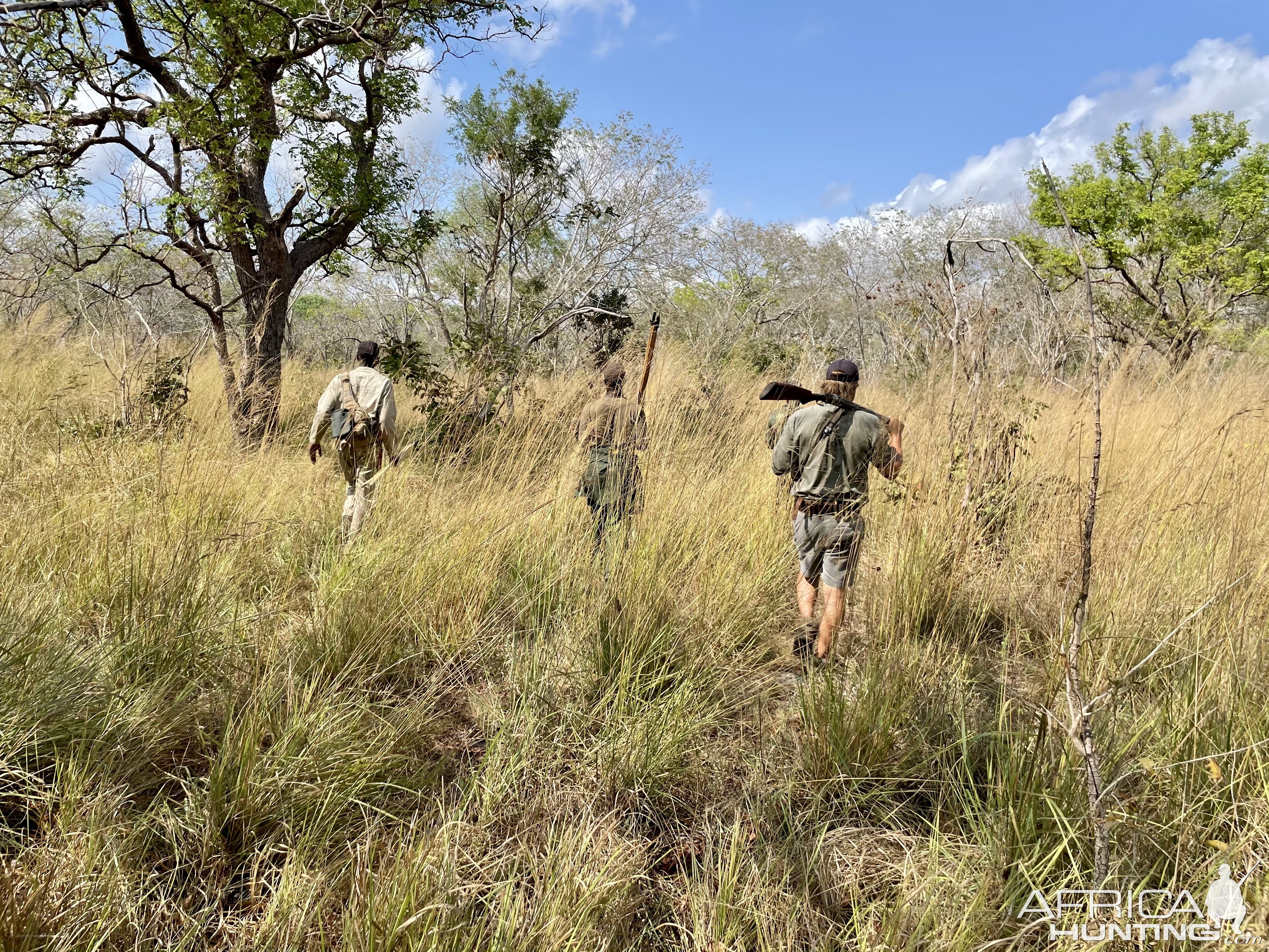 Tracking Buffalo Selous Game Reserve Tanzania