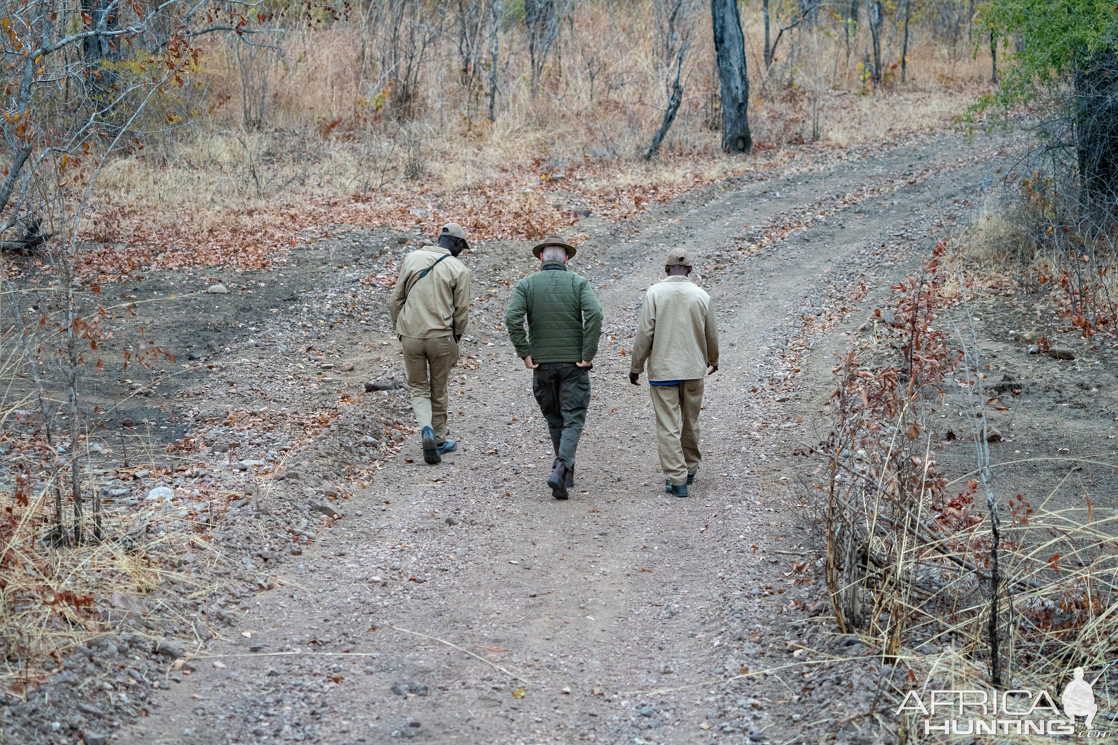 Tracking Buffalo