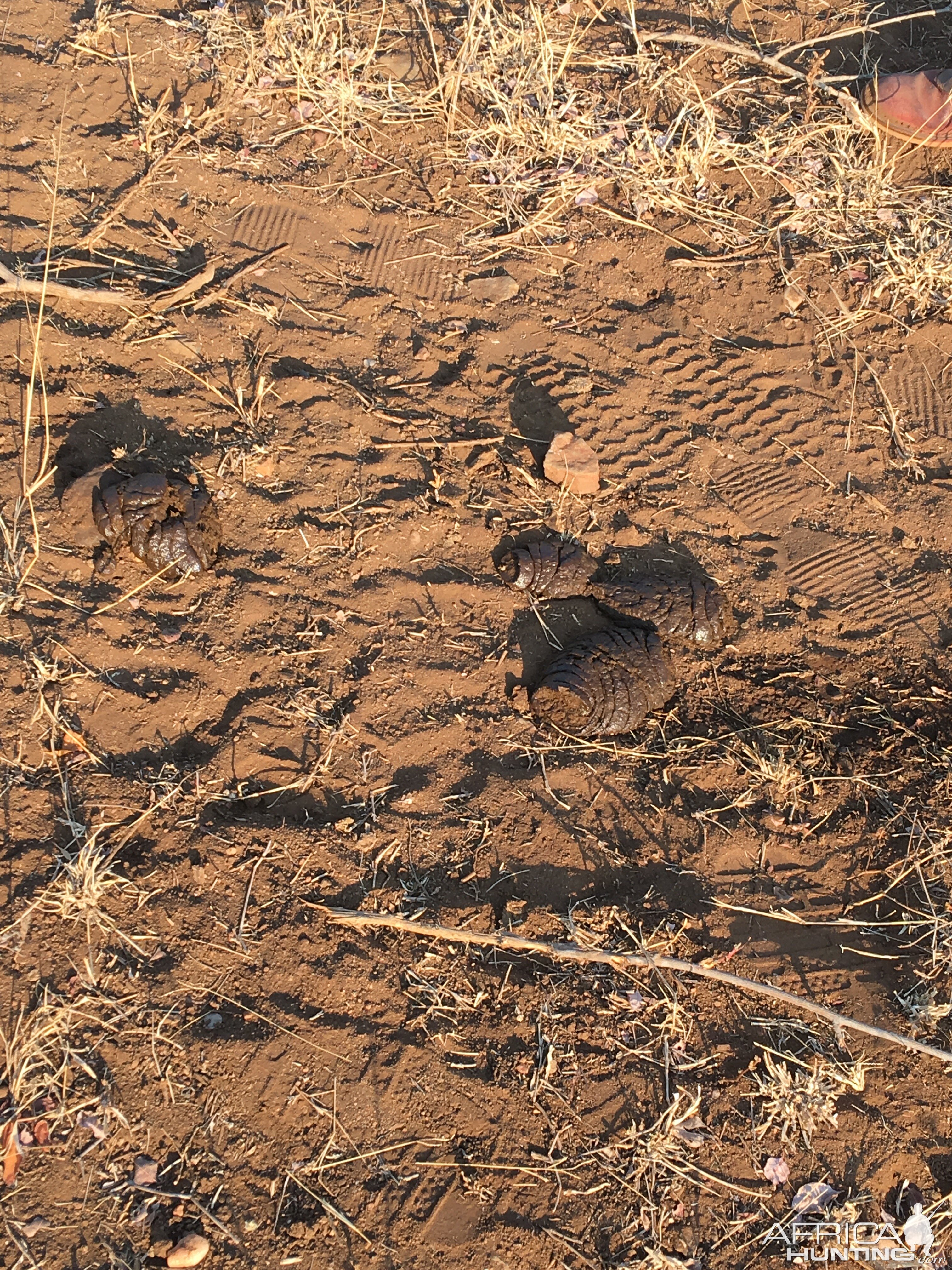 Tracking Cape Buffalo South Africa