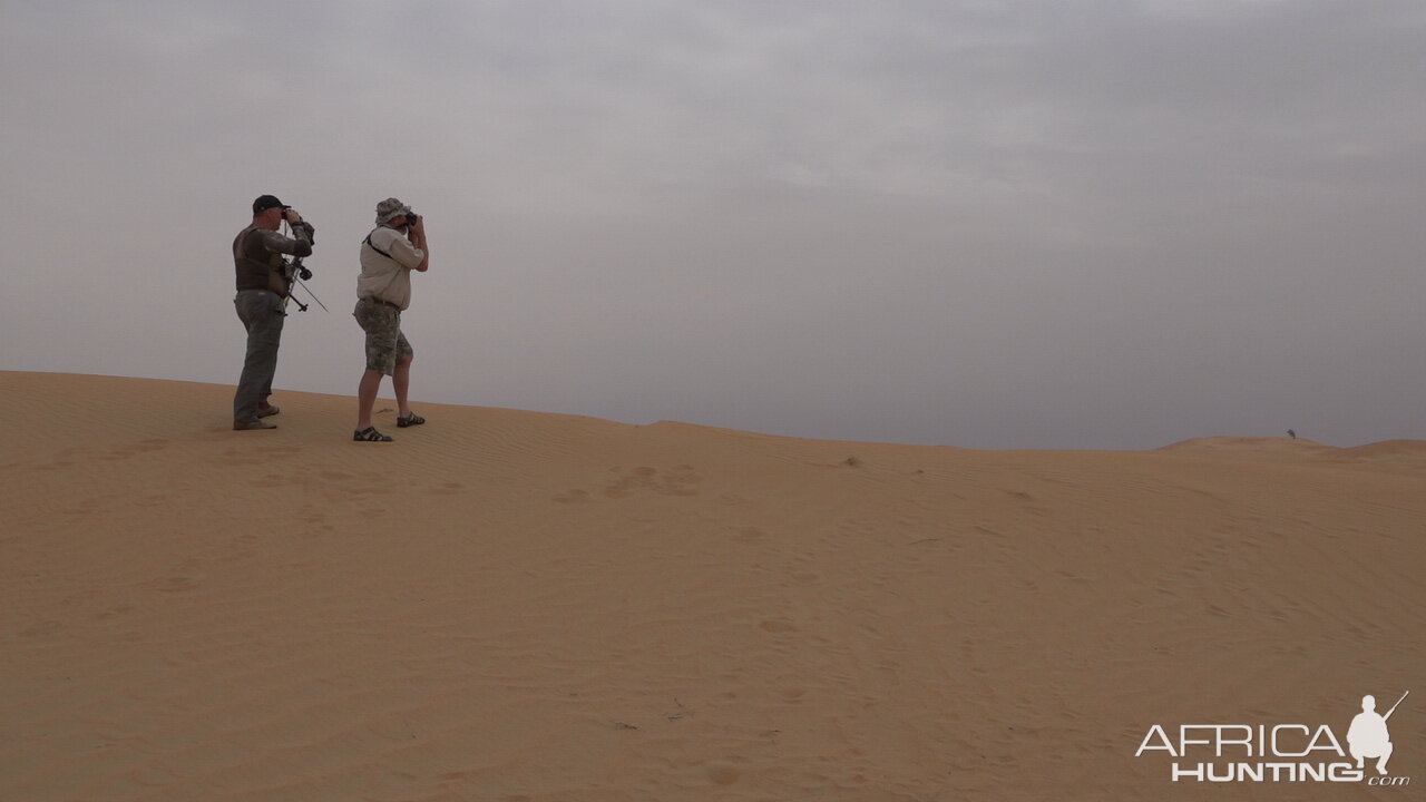 Tracking Mountain Gazelle United Arab Emirates