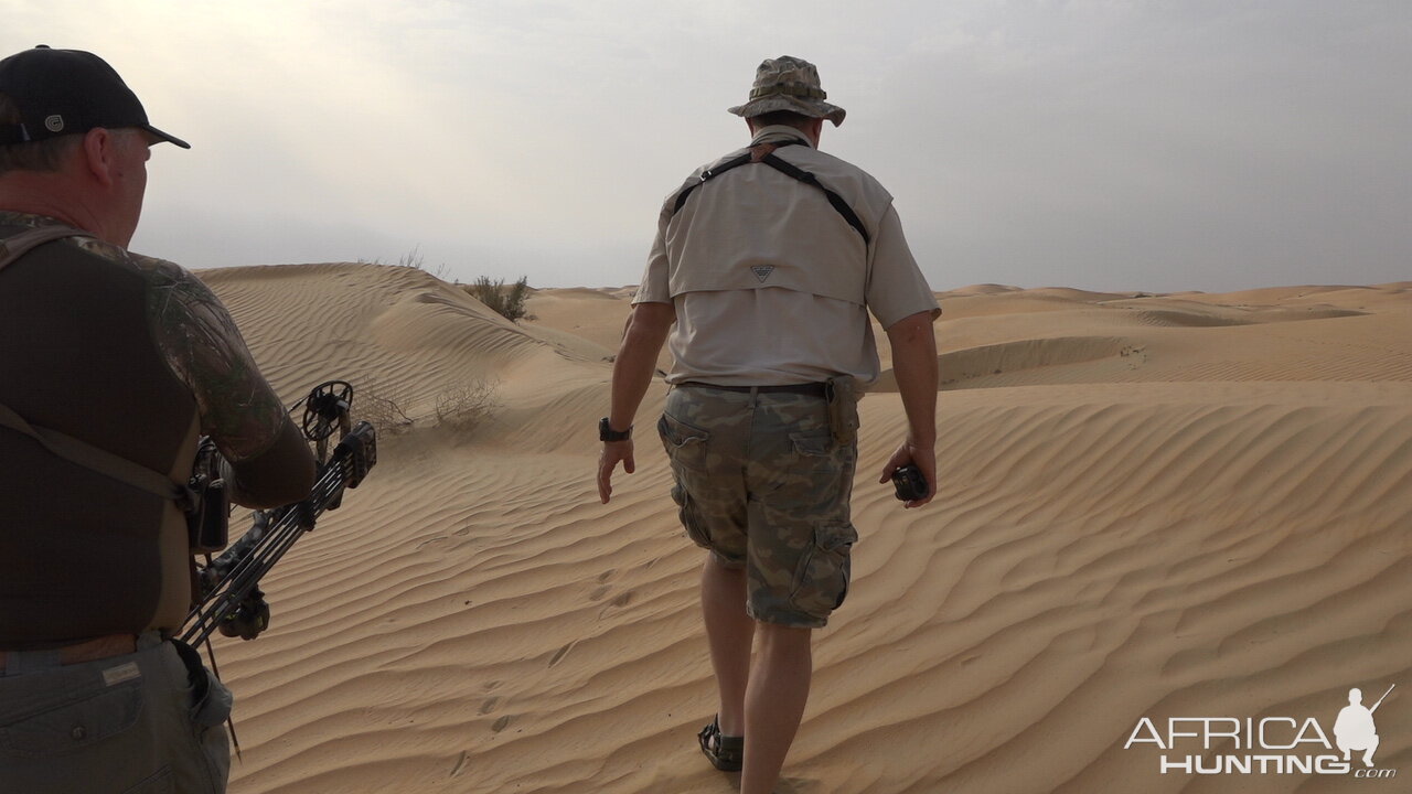 Tracking Mountain Gazelle United Arab Emirates