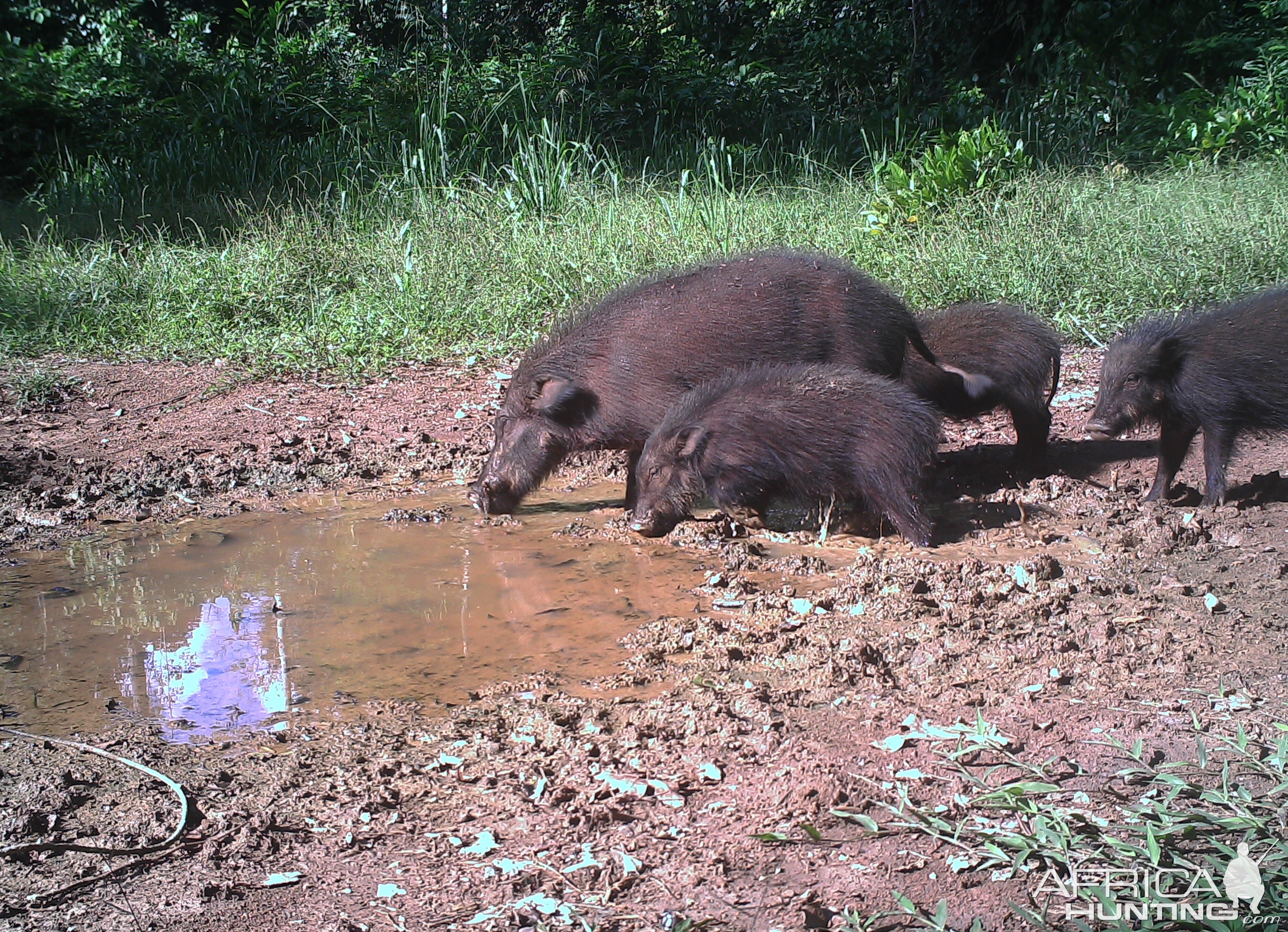 Trail Cam Congo Forest Hog