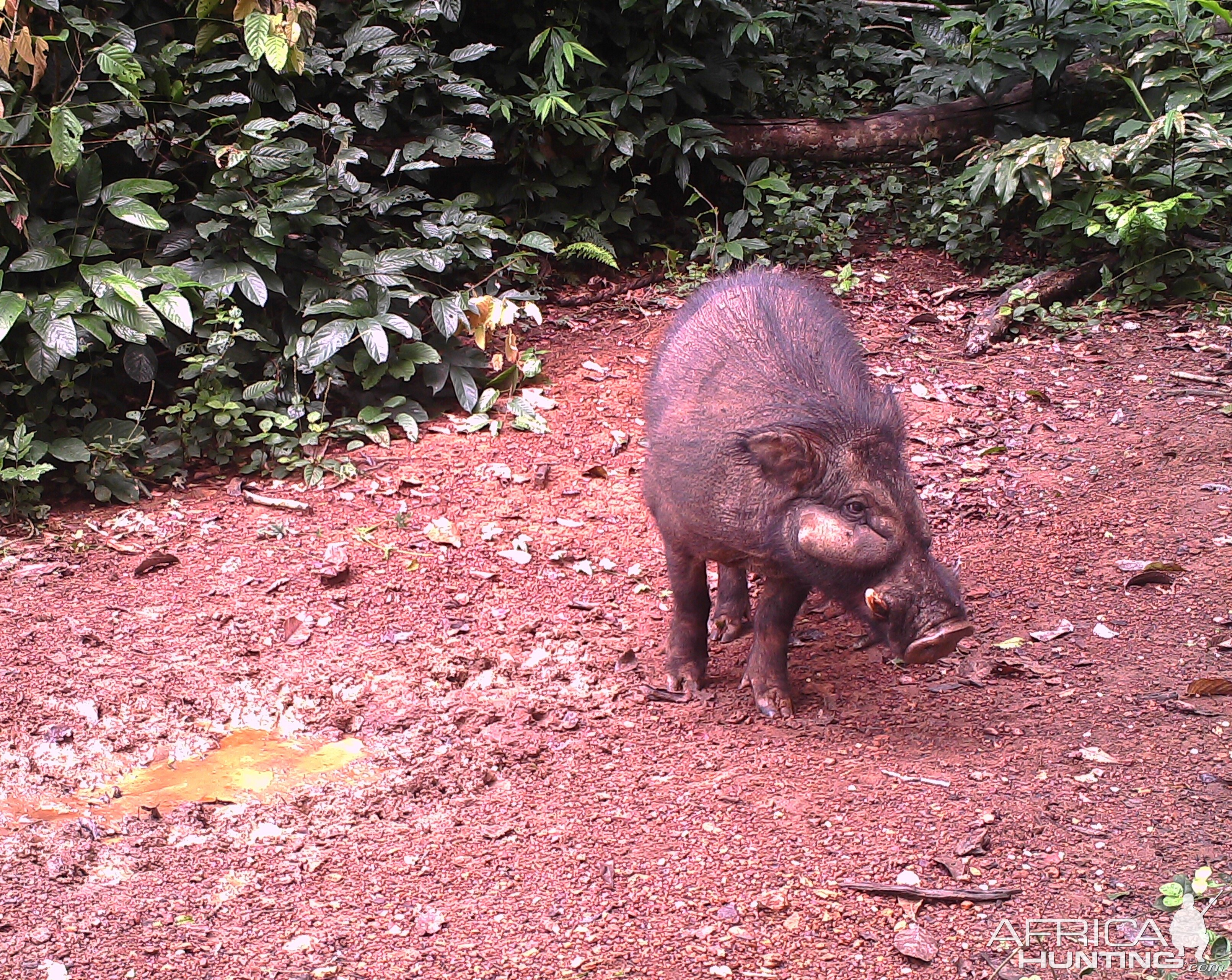 Trail Cam Congo Giant Forest Hog