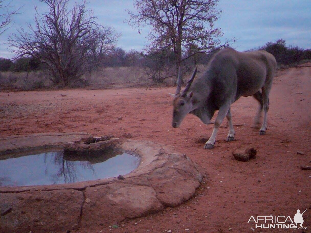 Trail Cam Eland South Africa