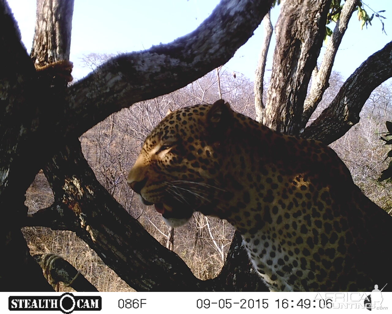 Trail Cam Leopard Tanzania