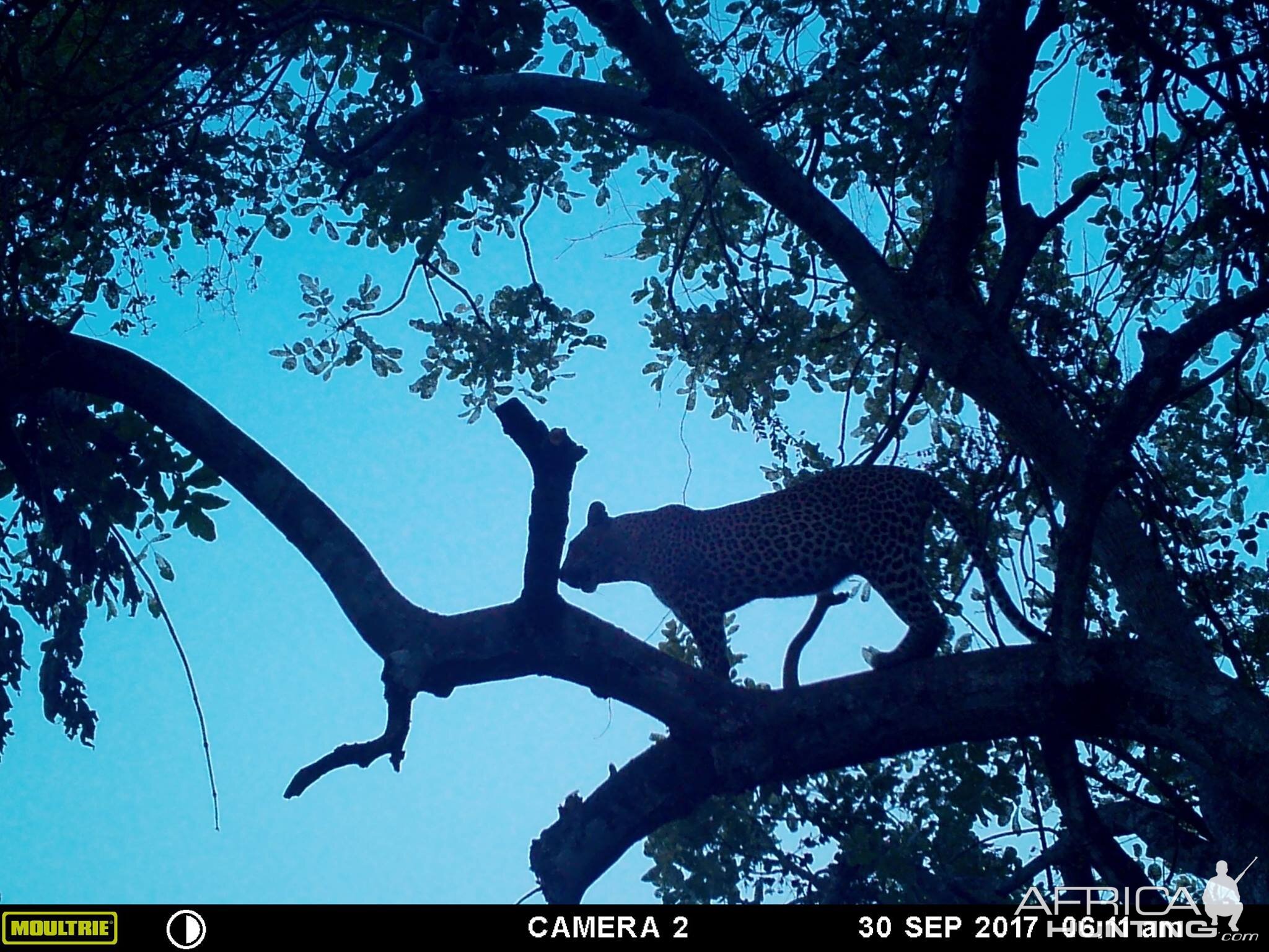 Trail Cam Leopard Tanzania