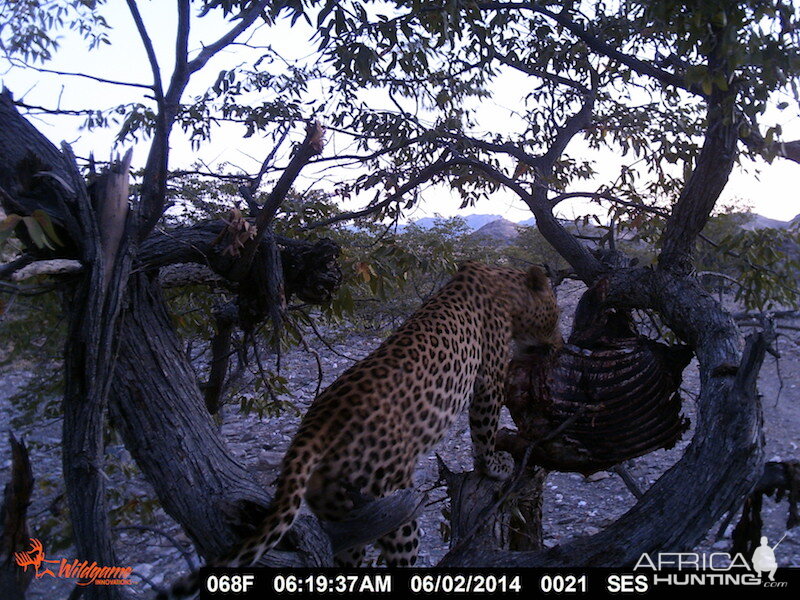 Trail Cam Nambia Leopard