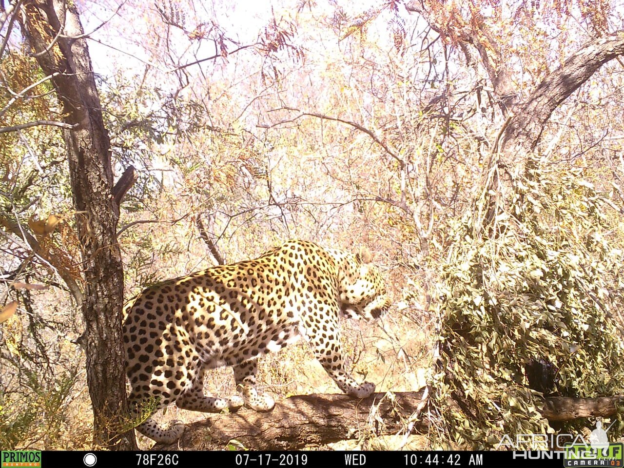 Trail Cam Pictures Leopard