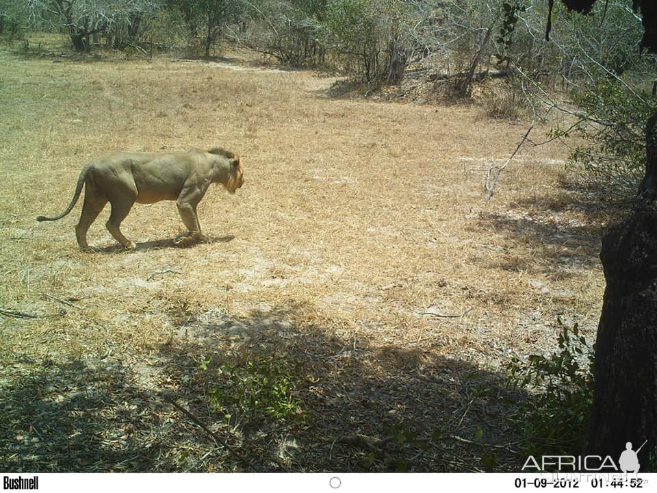 Trail Cam Pictures of a young Lion in Tanzania