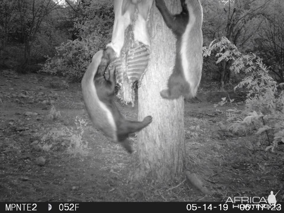 Trail Cam Pictures of African Honey Badger in South Africa