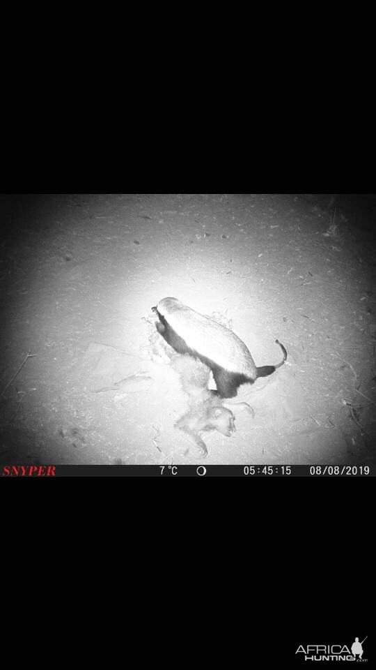 Trail Cam Pictures of African Honey Badger in South Africa