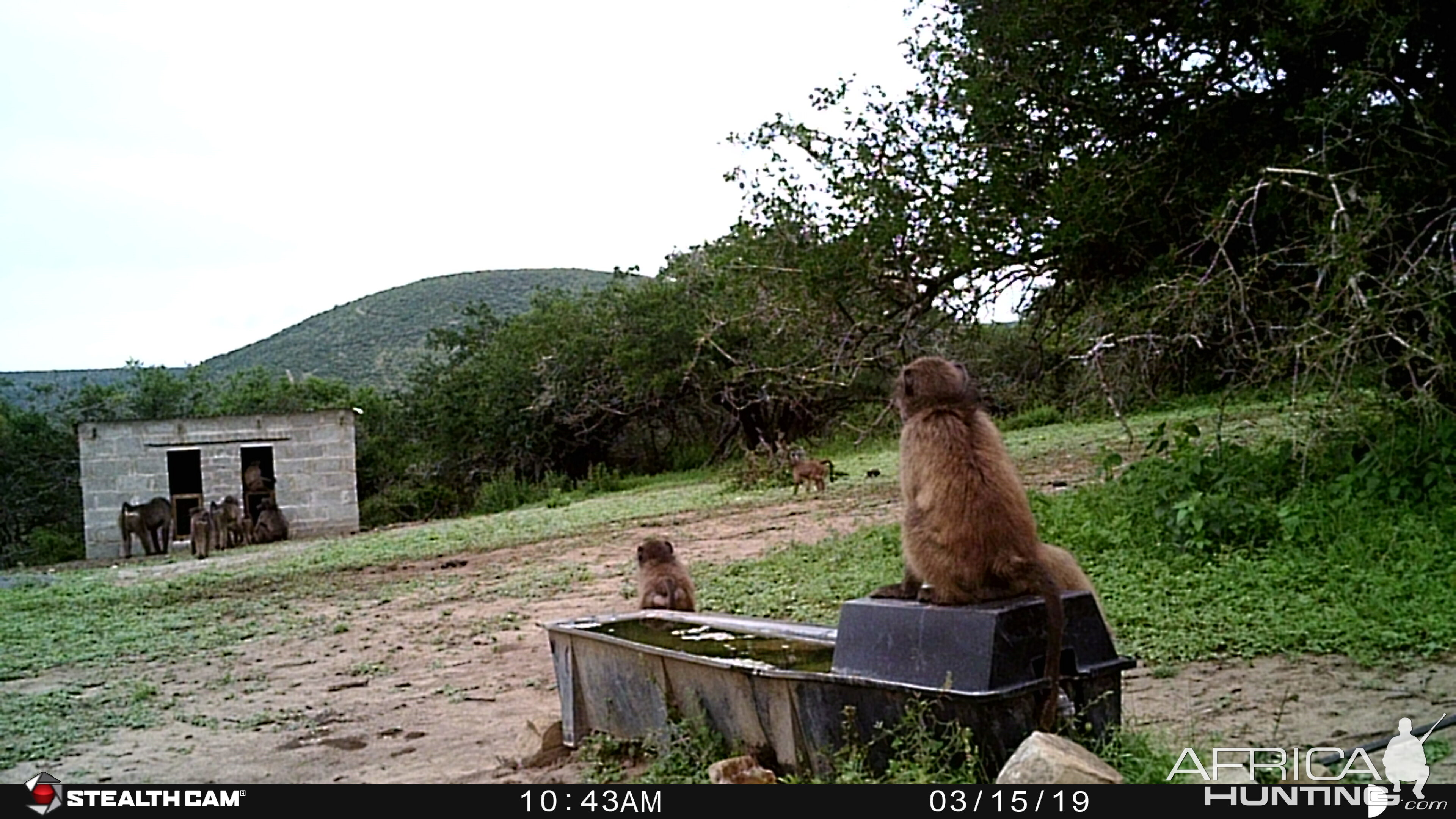 Trail Cam Pictures of Baboon in South Africa