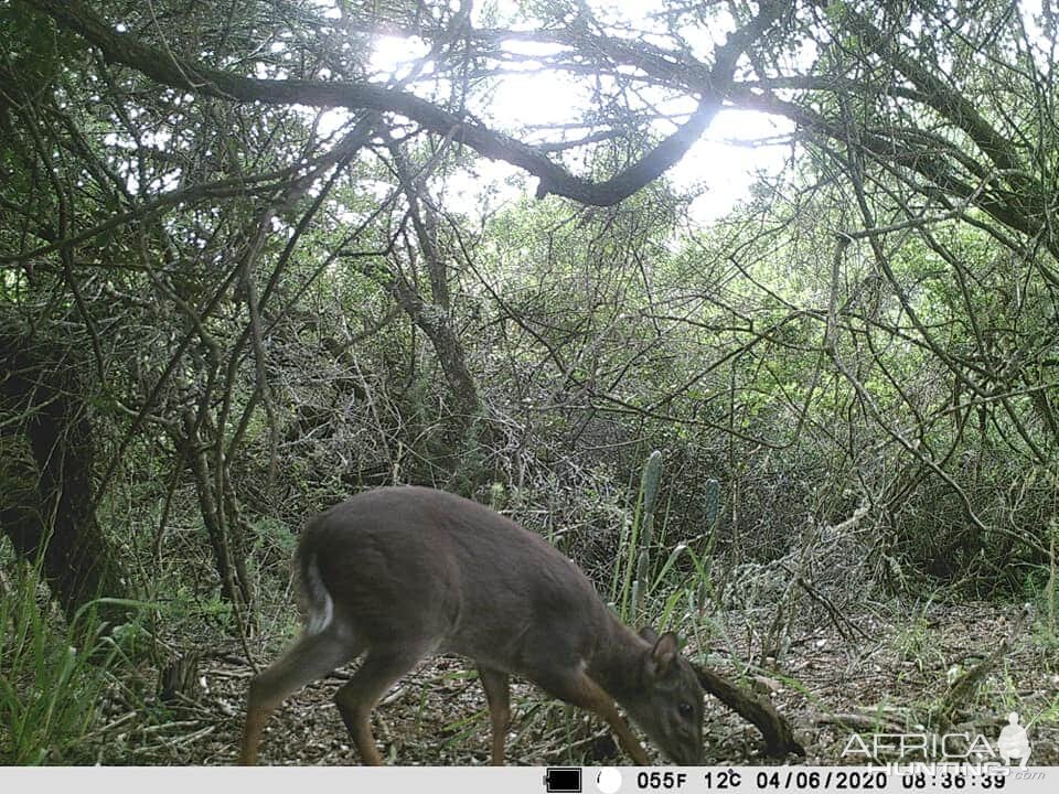 Trail Cam Pictures of Blue Duiker in South Africa