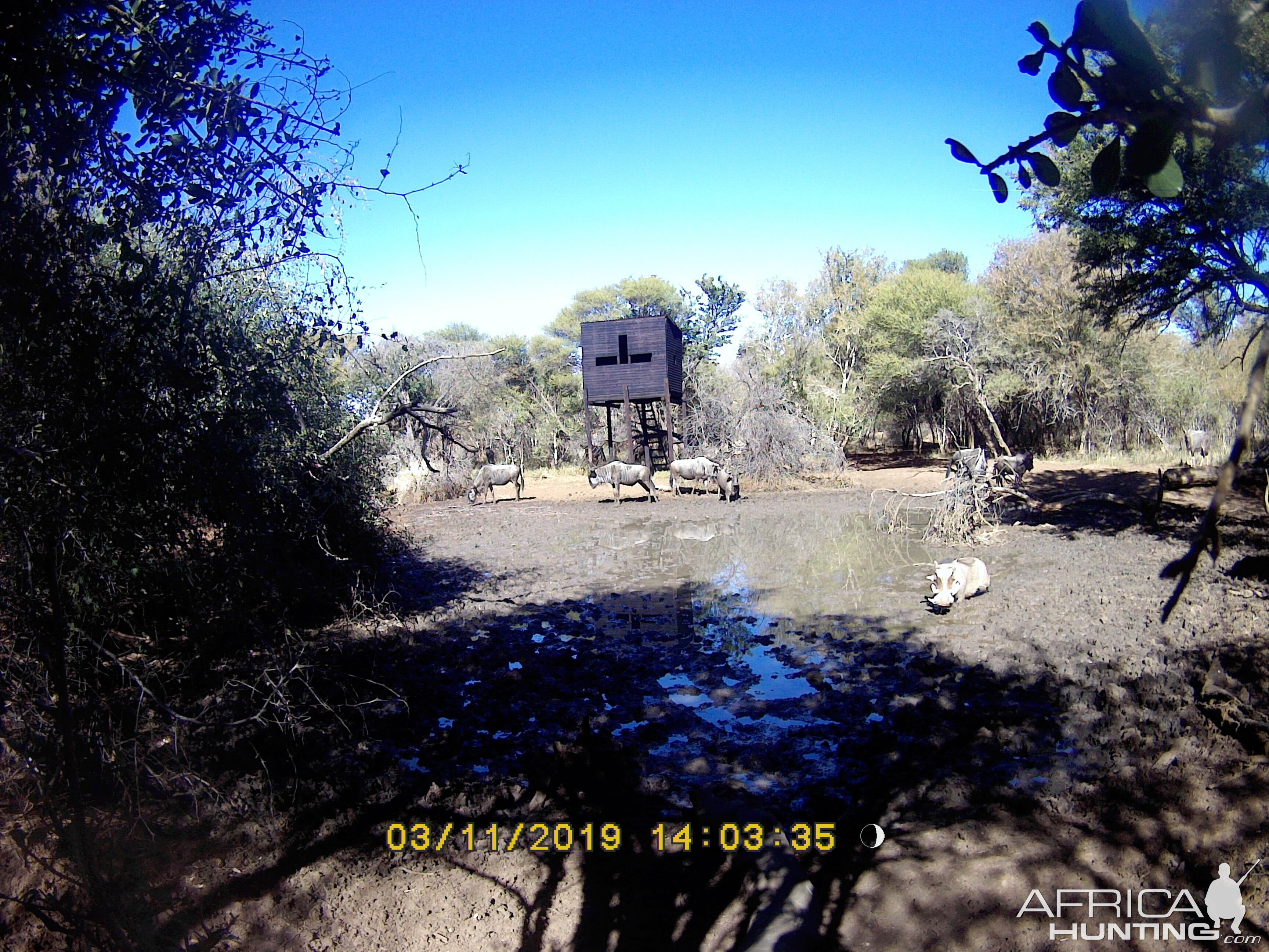 Trail Cam Pictures of Blue Wildebeest & Warthog in South Africa