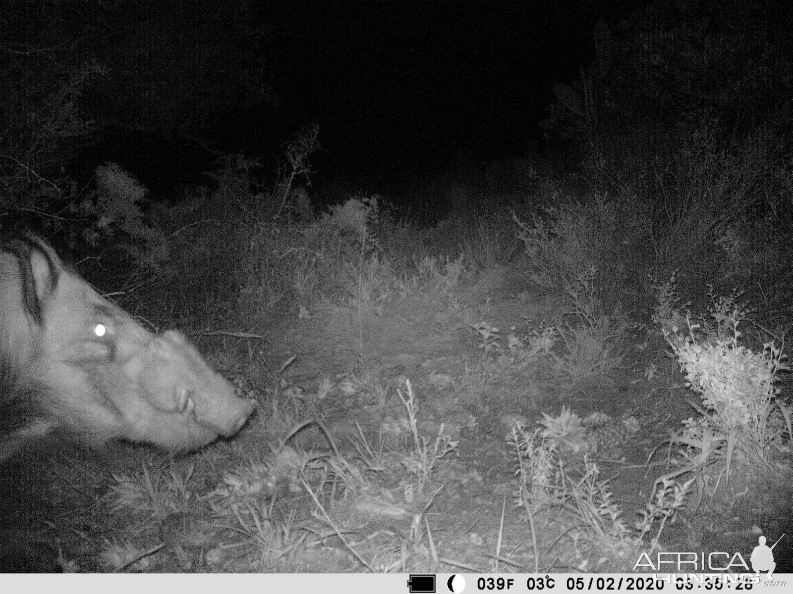 Trail Cam Pictures of Bushpig in South Africa