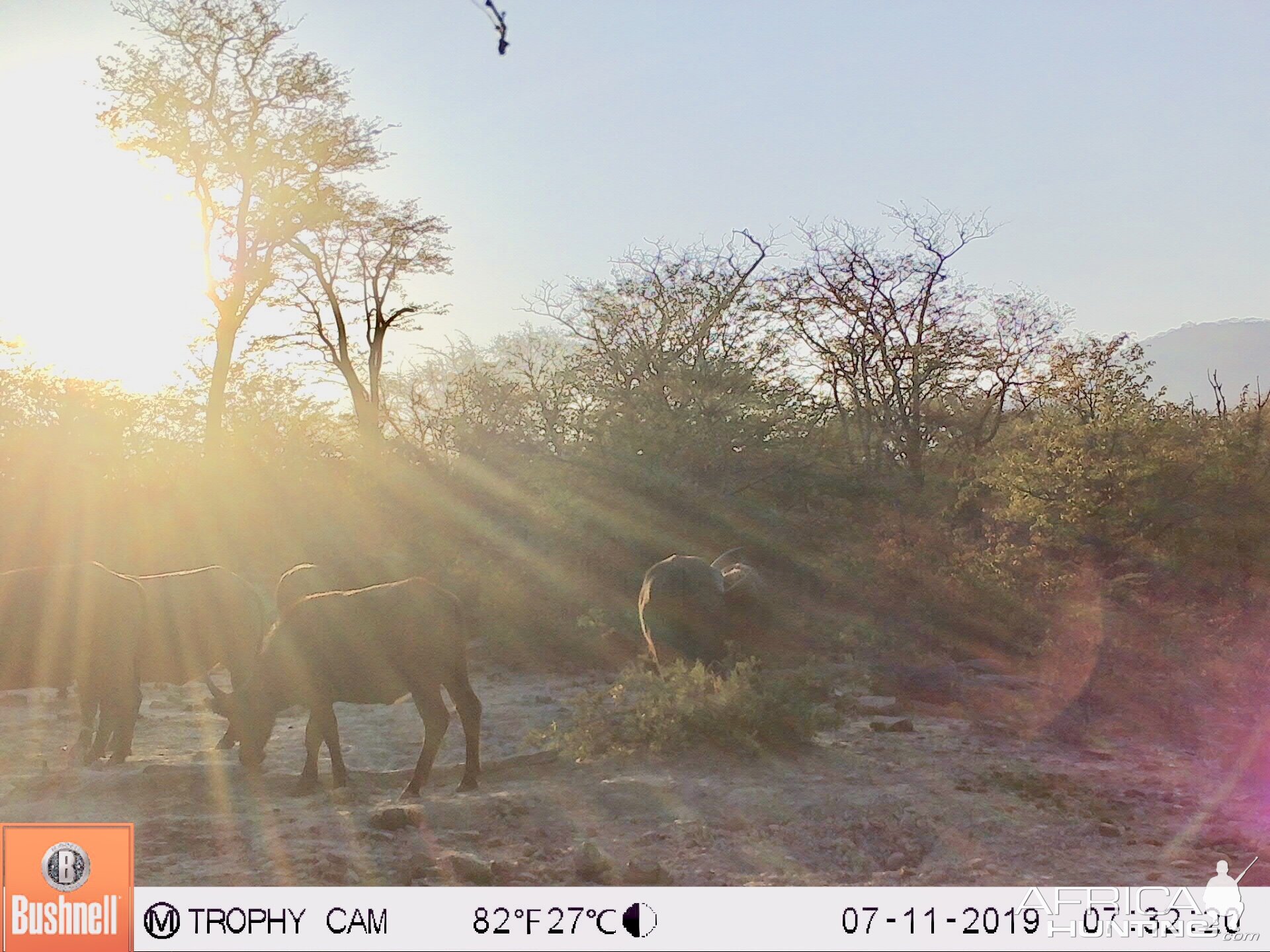 Trail Cam Pictures of Cape Buffalo in Zimbabwe