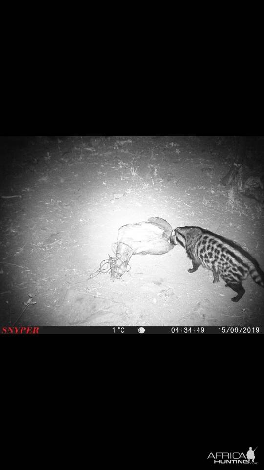 Trail Cam Pictures of Civet in South Africa