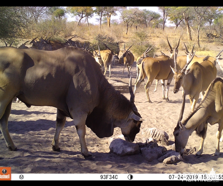 Trail Cam Pictures of Eland in Namibia