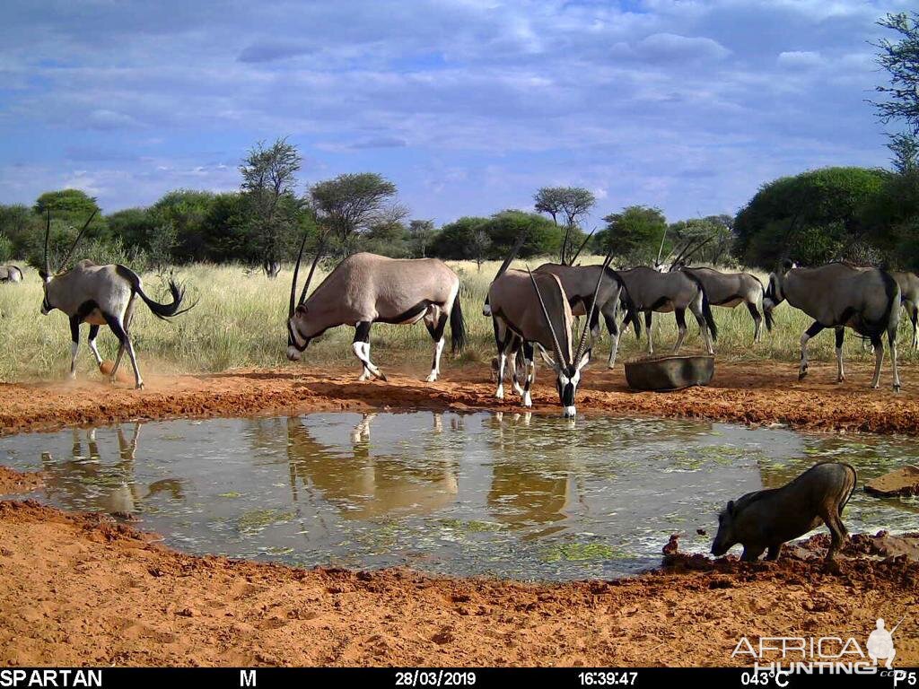 Trail Cam Pictures of Gemsbok in Namibia