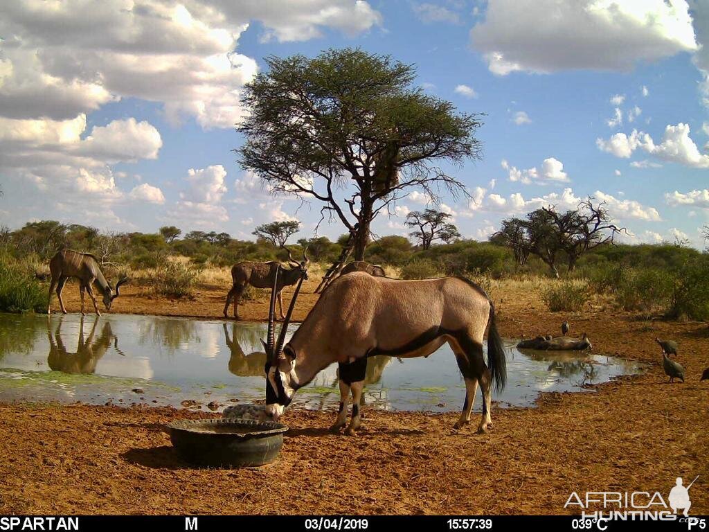 Trail Cam Pictures of Gemsbok in Namibia