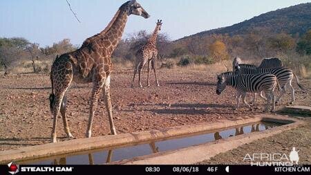 Trail Cam Pictures of Giraffe & Burchell's Plain Zebra in South Africa