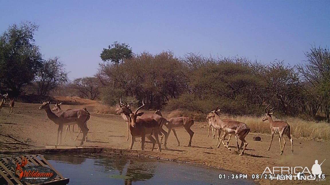 Trail Cam Pictures of Impala in South Africa