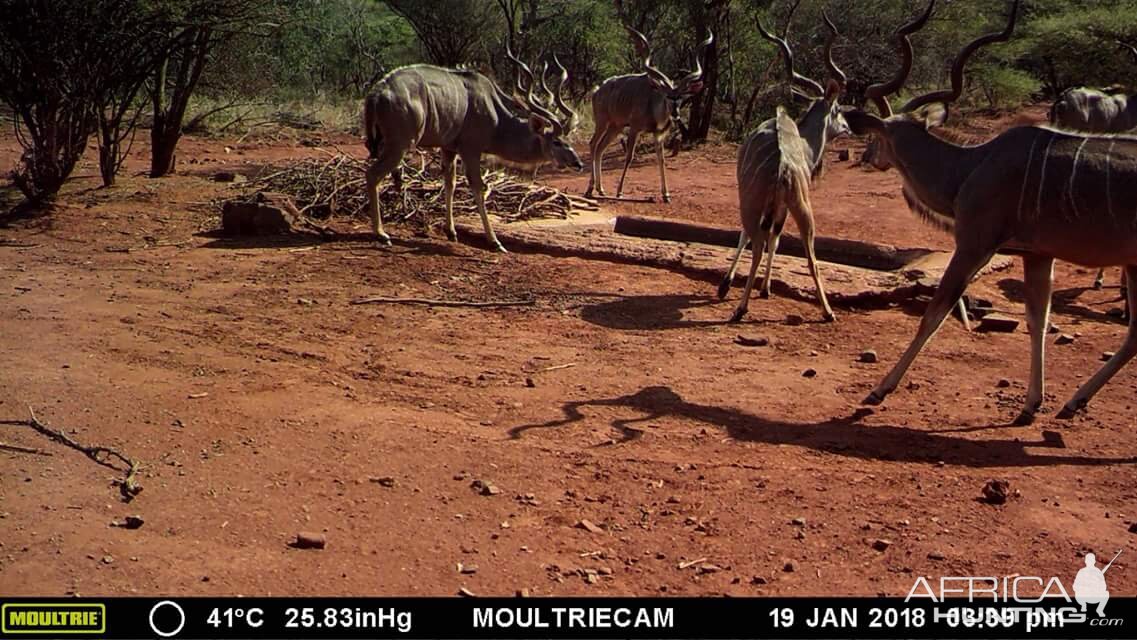 Trail Cam Pictures of Kudu in South Africa