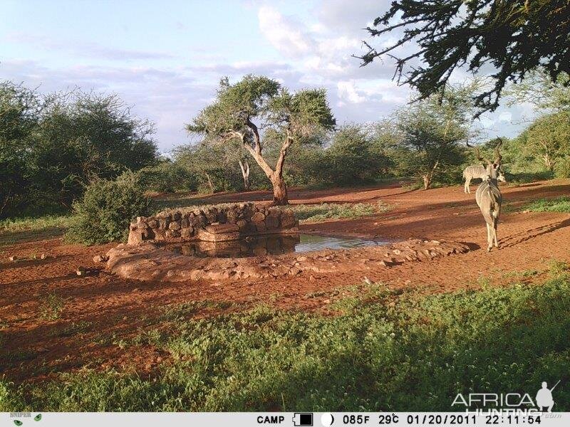 Trail Cam Pictures of Kudu in South Africa