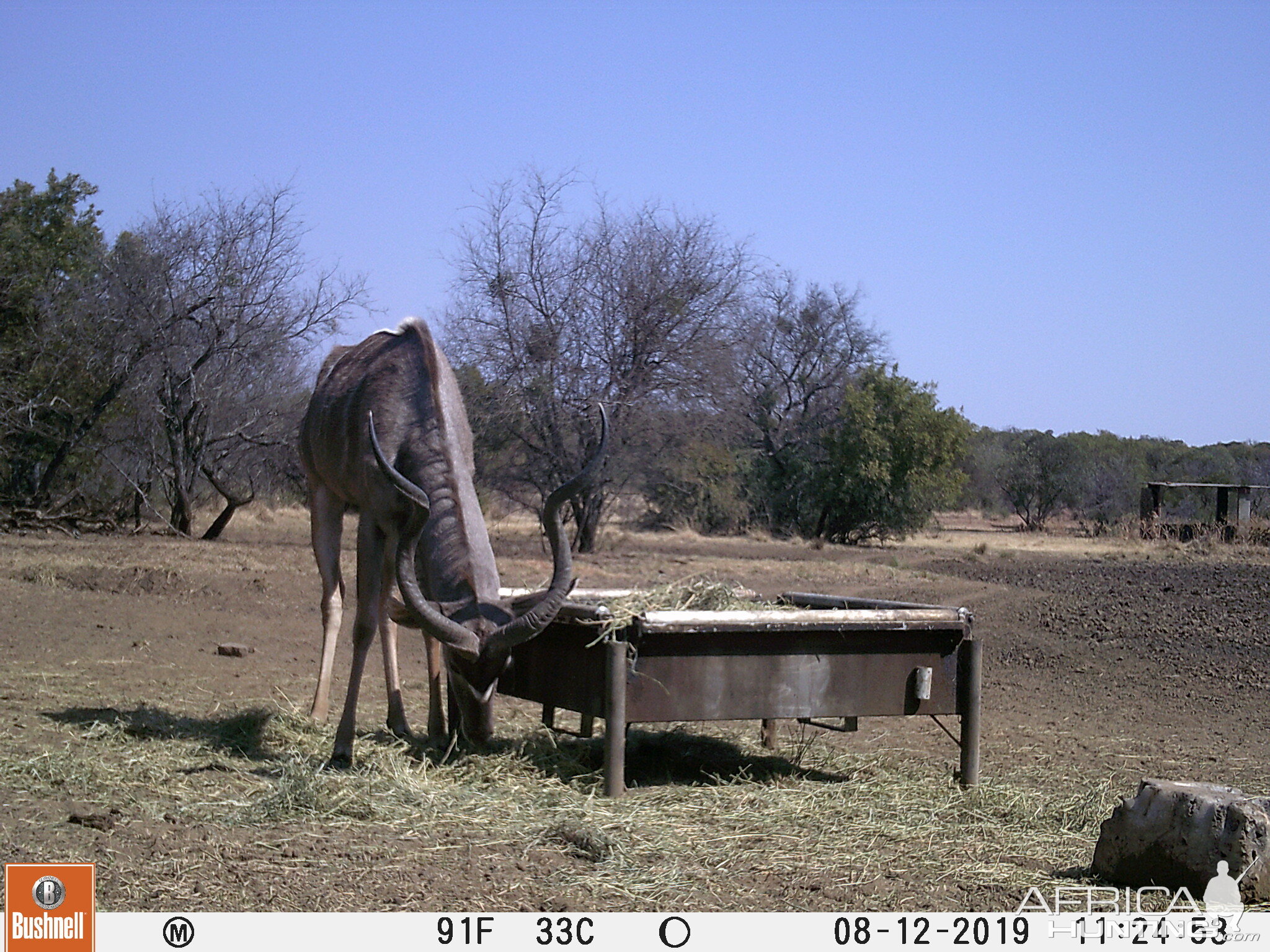 Trail Cam Pictures of Kudu in South Africa