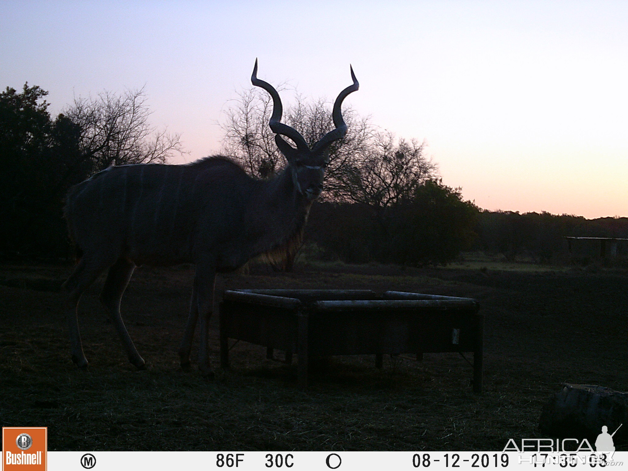 Trail Cam Pictures of Kudu in South Africa