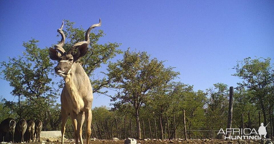 Trail Cam Pictures of Kudu Namibia