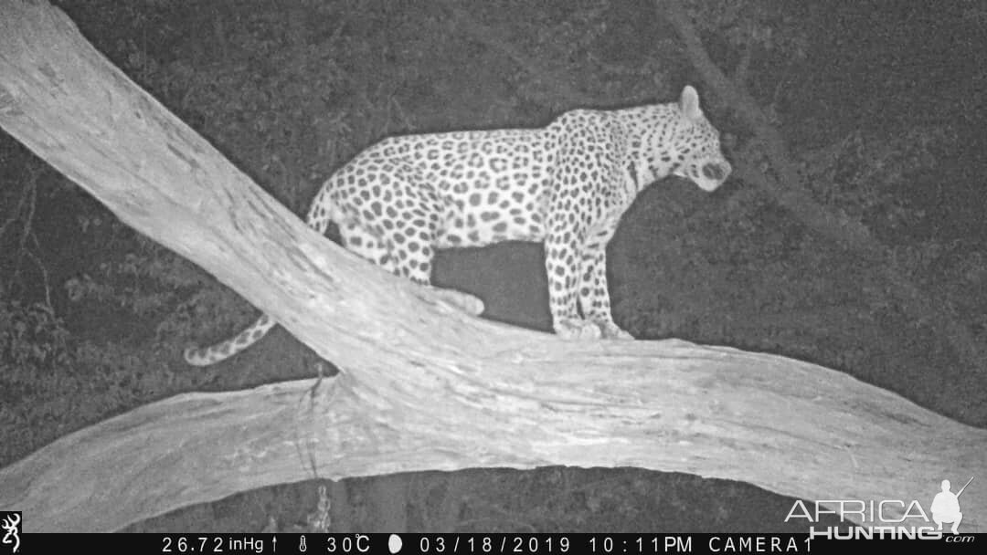 Trail Cam Pictures of Leopard in Namibia | AfricaHunting.com