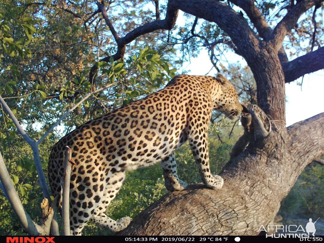 Trail Cam Pictures of Leopard in Namibia