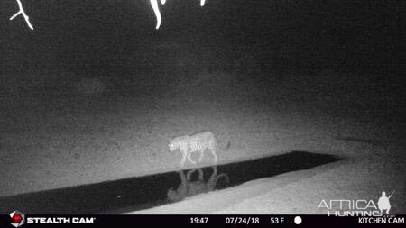 Trail Cam Pictures of Leopard in South Africa