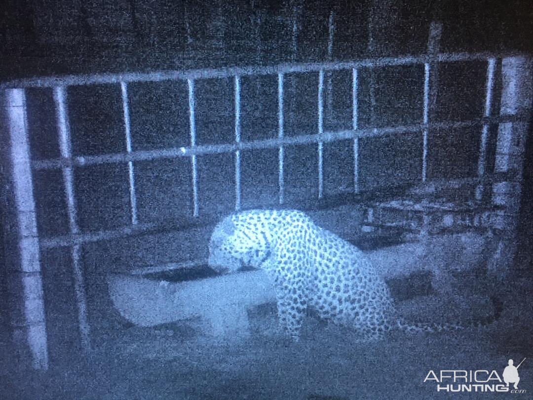 Trail Cam Pictures of Leopard in South Africa