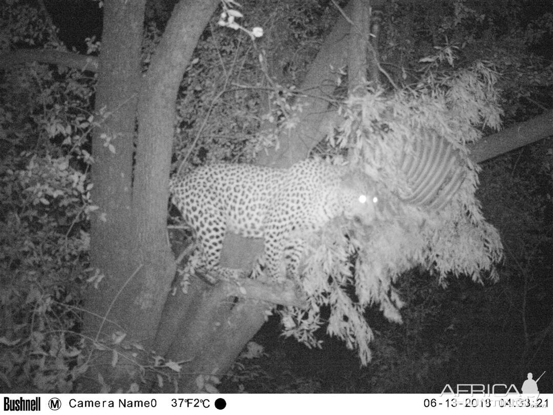 Trail Cam Pictures of Leopard in Zimbabwe