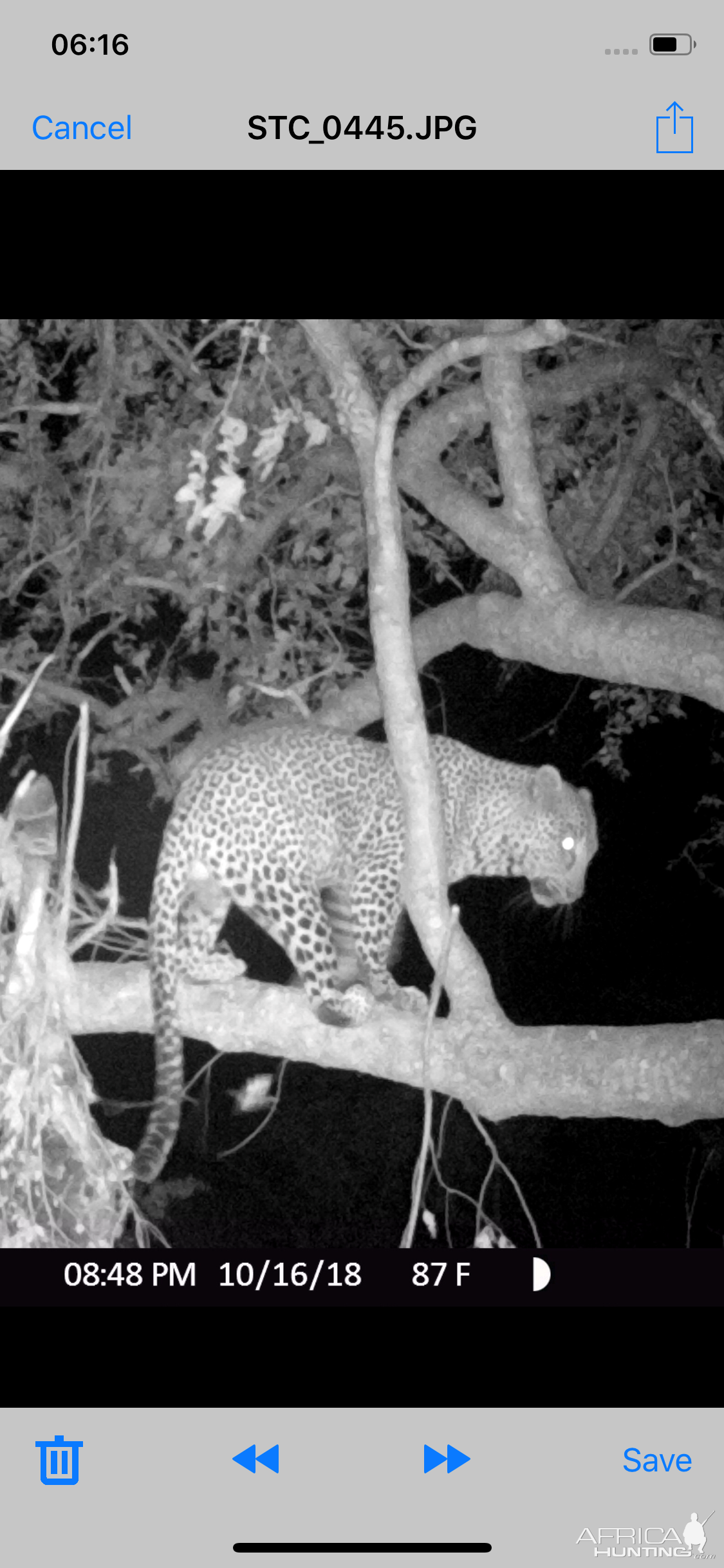 Trail Cam Pictures of Leopard in Zimbabwe