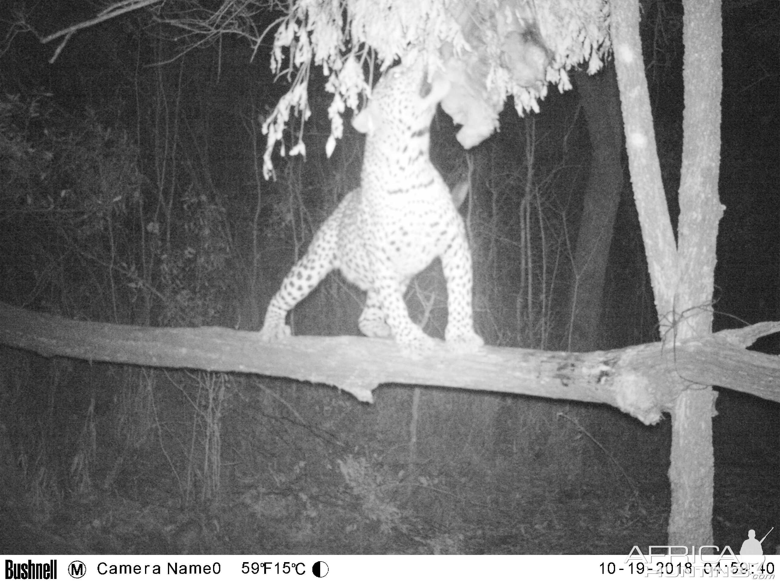 Trail Cam Pictures of Leopard in Zimbabwe